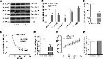 NDUFA9 Antibody in Western Blot (WB)