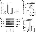 NDUFA9 Antibody in Western Blot (WB)