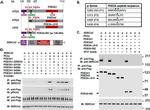 SERCA2 ATPase Antibody in Western Blot (WB)