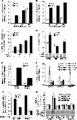 p300 Antibody in ChIP Assay (ChIP)