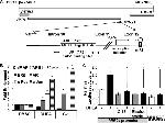 c-Fos Antibody in ChIP Assay (ChIP)