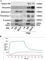 Thrombospondin 1 Antibody in Western Blot (WB)