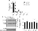 GLT-1 Antibody in Western Blot (WB)