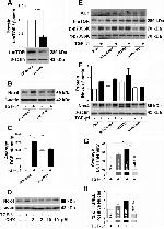 AU1 Tag Antibody in Western Blot (WB)