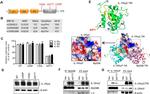 IL-1RAcP Antibody in Western Blot, Immunoprecipitation (WB, IP)