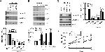 Claudin 1 Antibody in Western Blot (WB)