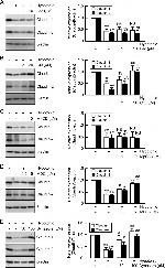 Claudin 1 Antibody in Western Blot (WB)