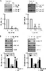 Claudin 2 Antibody in Western Blot, Immunoprecipitation (WB, IP)