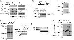 VCP Antibody in Western Blot, Immunoprecipitation (WB, IP)