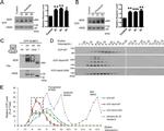 VCP Antibody in Western Blot (WB)