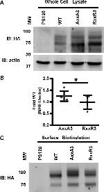 HA Tag Antibody in Western Blot (WB)