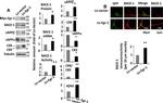 beta Amyloid Antibody in Western Blot (WB)