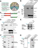 PLK1 Antibody in Western Blot, Immunoprecipitation (WB, IP)