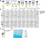 Human Serum Albumin Antibody in Western Blot (WB)