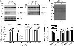 Claudin 1 Antibody in Western Blot (WB)