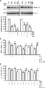 Claudin 2 Antibody in Western Blot (WB)