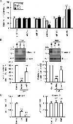 Claudin 2 Antibody in Western Blot (WB)