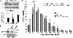 LAMP-2A Antibody in Western Blot (WB)