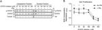 Phospho-STAT5 alpha (Tyr694) Antibody in Western Blot (WB)