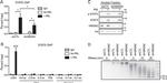 Phospho-STAT5 alpha (Tyr694) Antibody in Western Blot (WB)