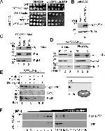 PGK1 Antibody in Western Blot (WB)