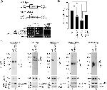 Porin Antibody in Western Blot (WB)