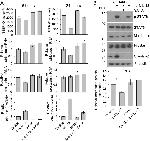 Claudin 2 Antibody in Western Blot (WB)