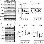 PSMA2 Antibody in Western Blot (WB)