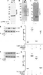 RAP2A Antibody in Western Blot (WB)