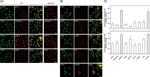 CD35 Antibody in Immunocytochemistry (ICC/IF)