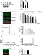 Phospho-Tau (Ser396) Antibody in Western Blot (WB)