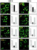 GST Tag Antibody in Immunocytochemistry (ICC/IF)