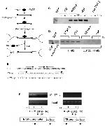 THRA/THRB Antibody in Western Blot, ChIP Assay (WB, ChIP)