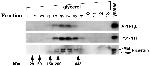 Nicastrin Antibody in Western Blot (WB)