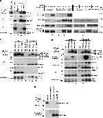 Nicastrin Antibody in Western Blot (WB)