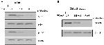 Phosphothreonine Antibody in Western Blot (WB)