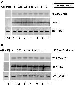 ATR Antibody in Western Blot, Immunoprecipitation (WB, IP)