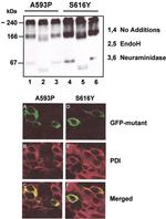 PDI Antibody in Immunocytochemistry (ICC/IF)