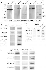 SNAP23 Antibody in Western Blot, Immunoprecipitation (WB, IP)