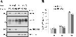 ATP1B1 Antibody in Western Blot (WB)