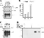 ATP1B1 Antibody in Western Blot (WB)