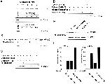 OxPhos Complex IV subunit IV Antibody in Western Blot (WB)