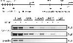 AHR Antibody in ChIP Assay (ChIP)