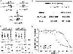 ATP1A3 Antibody in Western Blot (WB)