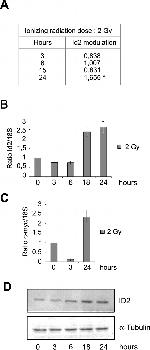 alpha Tubulin Antibody in Western Blot (WB)