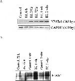 NFATC1 Antibody in Western Blot (WB)