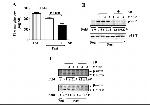 Phospho-p38 MAPK (Thr180, Tyr182) Antibody in Western Blot (WB)