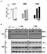 HDAC2 Antibody in Western Blot (WB)