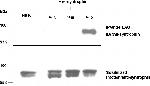 SNTB2 Antibody in Western Blot (WB)