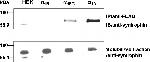 SNTB2 Antibody in Western Blot (WB)